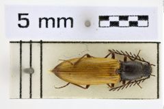 Foto (Dorsalansicht) von Anostirus gudenzii (NHMW-ZOO-COL-0008655)